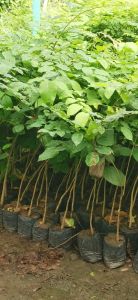 ต้นประดู่ป่า​ ขนาดต้น​สูง​40​ซม-50 ซม.​(1ชุด5ต้น)