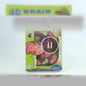Model Otak Manusia & Aksesoris Pembelajaran Anak: Alat Peraga Anatomi Tubuh Manusia dan Mainan Anak Edukasi