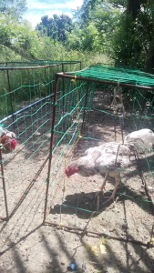 IronBeak 15ML Gamefowl Conditioning – Enhances Strength Recovery and Endurance for Sparring & Training