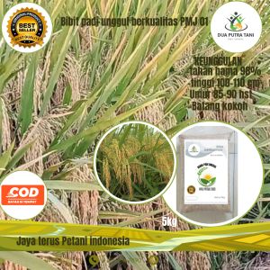 BENIH PADI PMJ 01 5KG PADI MALAY JUMBO PREMIUM