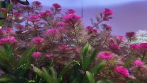 Cabomba Piauhyensis 红菊花-submerged水下叶/Aquatic plant/Tumbuhan Akuatik