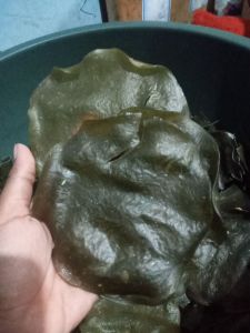 elod mentah isi 30 biji perpack /cemilan khas bandung asli