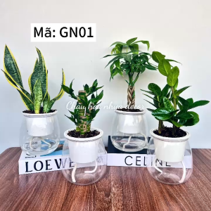️RẺ VÔ ĐỊCHCOMBO 2 Bình thuỷ sinh trồng cây thông minh chậu tự tưới trồng cây để bàn kích thước 11x13cm