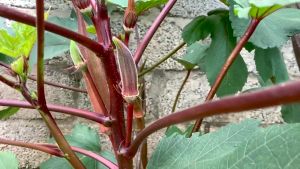 VALUE PACK (5PCS SEEDS) RED OKRA/RED RUBY F1/HYBRID/EASY TO PLANT/EASY TO GROW/ FOR GARDEN & FARMING