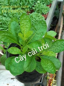 3 bụi Cây giống rau cải trời