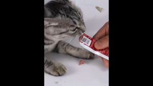 Combo 100 thanh súp thưởng cho mèo shizuka catfood liebao nhiều dinh dưỡng 15g