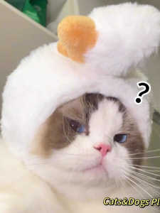 Pet Duck Headwear Hat Gold And Silver Gradient Blue White Dog Costume Change Photography Props Cats And Dogs Universal Size