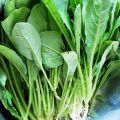 benih lobak daun sebulan panen ( 5000 biji). 