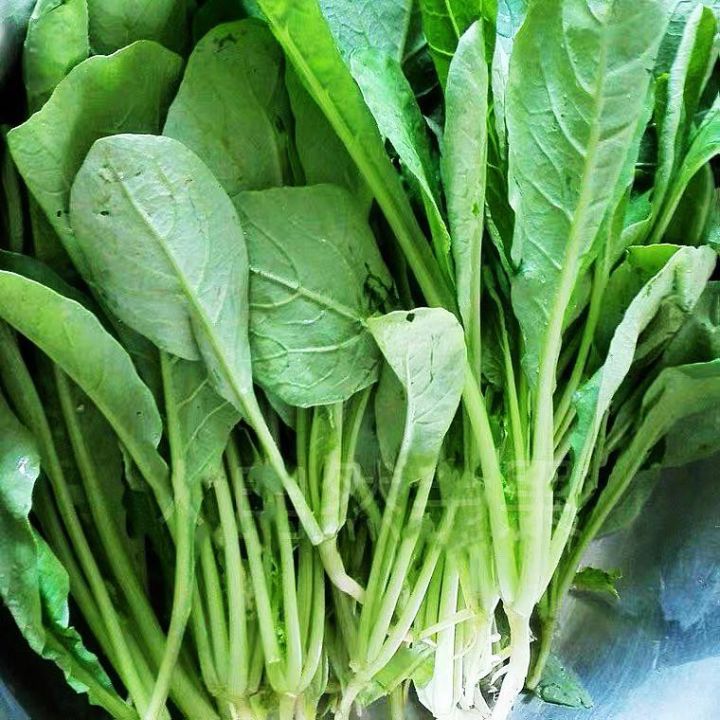 benih lobak daun sebulan panen ( 5000 biji)