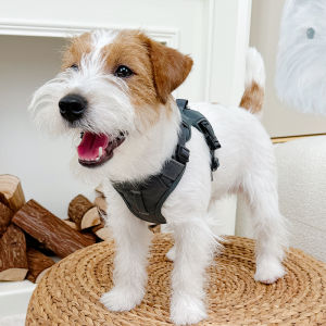 Dog Chest Strap Leash Anti-Explosion Escape Proof Walking Rope Cat Leash Pet Chest Strap Pet Walking Rope Small Dog Chest Strap