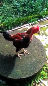 PAITHOON obat Import Ayam Ngorok Crd Kolera Snot