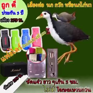 เสียงนกกวัก แฟลไดร์นกกวัก นกไก่นา เสียงยาวๆ ไม่มีโฆษณา รบกวน