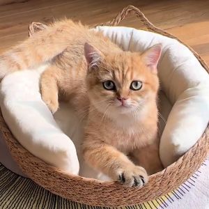 รังแมวที่นอน คอกสุนัข เบาะนอนสัตว์เลี้ยง การทอฟาง ซักได้ รังสัตว์เลี้ยง สากลในทุกฤดูการวาดแต่ละวัน