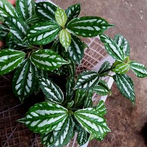 Aluminum Plant Pilea cadierei plant seedling starter