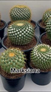 Marksiana มาร์คเซียน่า ไม้เมล็ด ปุย สวยกระถาง4/6นิ้ว