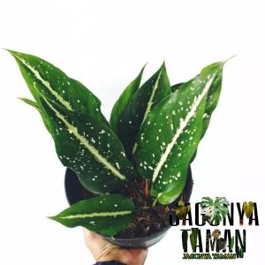 TANAMAN HIAS AGLONEMA SRIKIT SWEETHOME / TANAMAN HIAS HIDUP