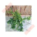 (GG REAL PLANT) malpighia coccigera ^ dwarf holly singapore holly barbados miniature Pokok hidup bonsai tumbuhan herbs. 