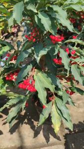 ต้นลูกปัดมหาเฮง ต้นมหาเฮง​ ต้นตาเป็ดตาไก่​ Christmas Berry Coral Berry