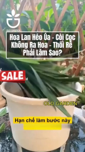 Phân Bón Chuyên Biệt Cho Hoa Lan - Kích Rễ Tăng Trưởng Mạnh Kích Hoa Ngừa Thối Rễ - Phân Bón Vi Sinh Cho Lan