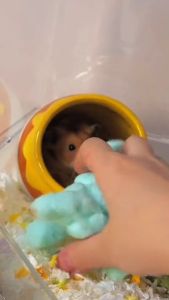 รองกรง สำลีรองกรง ก้อนฝ้ายทำรัง สำหรับผู้ชาย หนูแฮมเตอร์