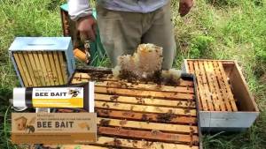 MoonSpry Bee Bait Multipurpose Outdoor Wild Bees Catching Tool Natural Honey Scent Practical Beekeeping Bee Attractant Balm 10ml