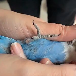 ห่วงเปิดขานก ห่วงเปิด พร้อมห่วงล็อค ห่วงขานกแก้ว สีเงิน สำหรับนกแก้วทุกชนิด