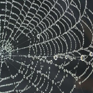 Bột Tơ Nhện ( 150gr )