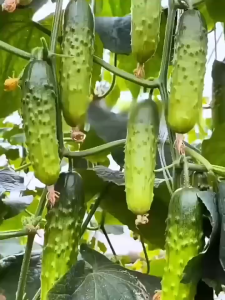 ไม่มีการปีนขึ้นไปบน ที่เต็มไปด้วยไม้ และแตงกวา ที่ระเบียงระเบียง และแตงกวากะหล่ำปลีเมล็ดพืชผัก