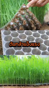 ถาดเพาะกล้านาโยน แพ็ค 1-700 ชิ้น 434 หลุม เกรดA ถาดนาโยน ถาดเพาะกล้า ถาดเพาะต้นข้าว ถาดเพาะนาโยน เพาะกล้าข้าว