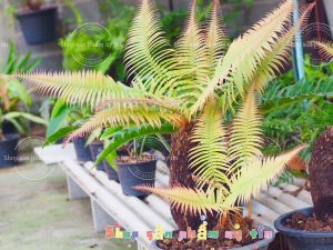 dương xỉ thân gỗ (gốc giống)