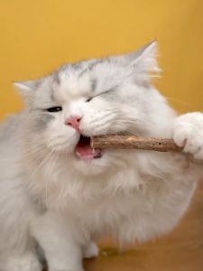 ไม้มาทาทาบิ ไม้แมวขัดฟัน ก้านมาทาทาบิแคทนิปญี่ปุ่น สมุนไพรขัดฟันแมวฟินไม้มาทาบิขัดฟัน