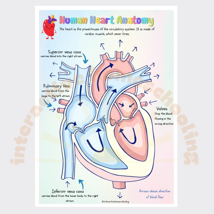 Human Heart Anatomy Learning Diagram Material Homeschool Science Busy ...