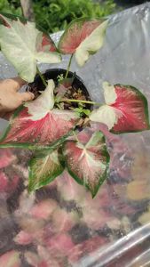 พรหมพิมาน บอนสี ต้นโตๆกระถาง 6 นิ้ว Caladium