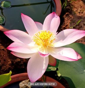 碗莲种子中大小型盆栽莲花阳台水培植物水生花卉Biji teratai mangkuk tumbuhan teratai besar dan kecil tumbuhan hidroponik balkoni bunga akuatik