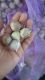 Bawang Putih Tunggal