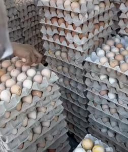 ส่งทุกวันจันทร์และพฤหัส ไข่ลูกอ่อนสุก 30ฟอง ไข่ไก่เวียดนาม ไข่ลูกลาว ไข่เป็ดเวียดนาม ไข่ร้างรัง ไข่ฮ้างฮังส่งทุกวันจันทร์และพฤหัส