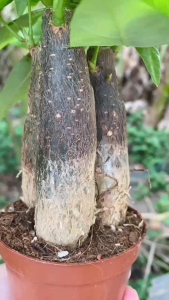 Kim Ngân (3 thân) - Size để bàn - Mang phong thủy tốt!