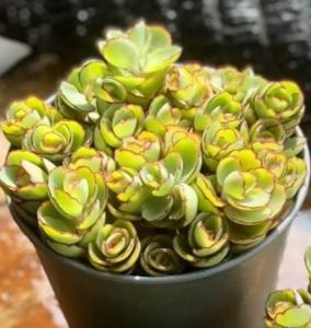 Kalanchoe 1 plant