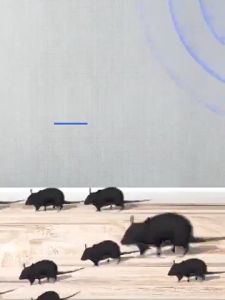 ✅2025 รุ่นใหม่ล่าสุด+ฟรี กาวดักหนู ✅เครื่องไล่หนู ไล่แมลงอัลตราโซนิกรอบทิศทาง ไล่หนู เครื่องไล่ยุง ปกป้องสุขภาพของครอบครัว นอกจากหนูแล้ว กำจัดกิ้งก่า แมลงสาบ แมลงวัน ตุ๊กแกฯลฯ อย่างถาวร ที่ไล่หนูไฟฟ้า เครื่องไล่หนูsonic กำจัดหนูในบ้าน เครื่องไล่หนูไฟฟ้า