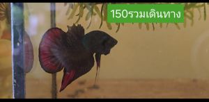 ใต้สีนาค ตัวในคลิป ตรงปก100%