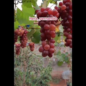 Bibit Anggur Import Merah Super Grafting