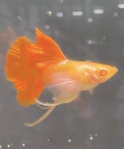 Albino Pink Dumbo Ribbon and Non Ribbon Guppy (Clear Tank Sales)