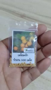 200 เมล็ด มะอึก เมล็ดมะอึก มะเขือปู่ มะปู่ มะเขือขน หมากขน