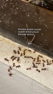 Antimut Spray Racun Semut Merah Ampuh Membasmi Bahan Alami Siap Pakai