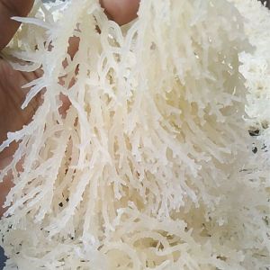 Rumput Laut Kering 1Kg Ready Di Kota Bandar Lampung