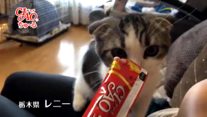 Ciao Chu Ru - 1 Pack X 4 Stick (Stick 15g / ChuRu 14g / Grilled 12g) Hello Cat Cat Treats 15g Makanan Ringan Untuk Kucing