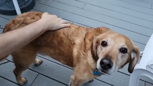 TropiClean Waterless Pet Shampoo for Dogs & Cats | No-Rinse Formula - 6 Tropical Fragrance 220ml