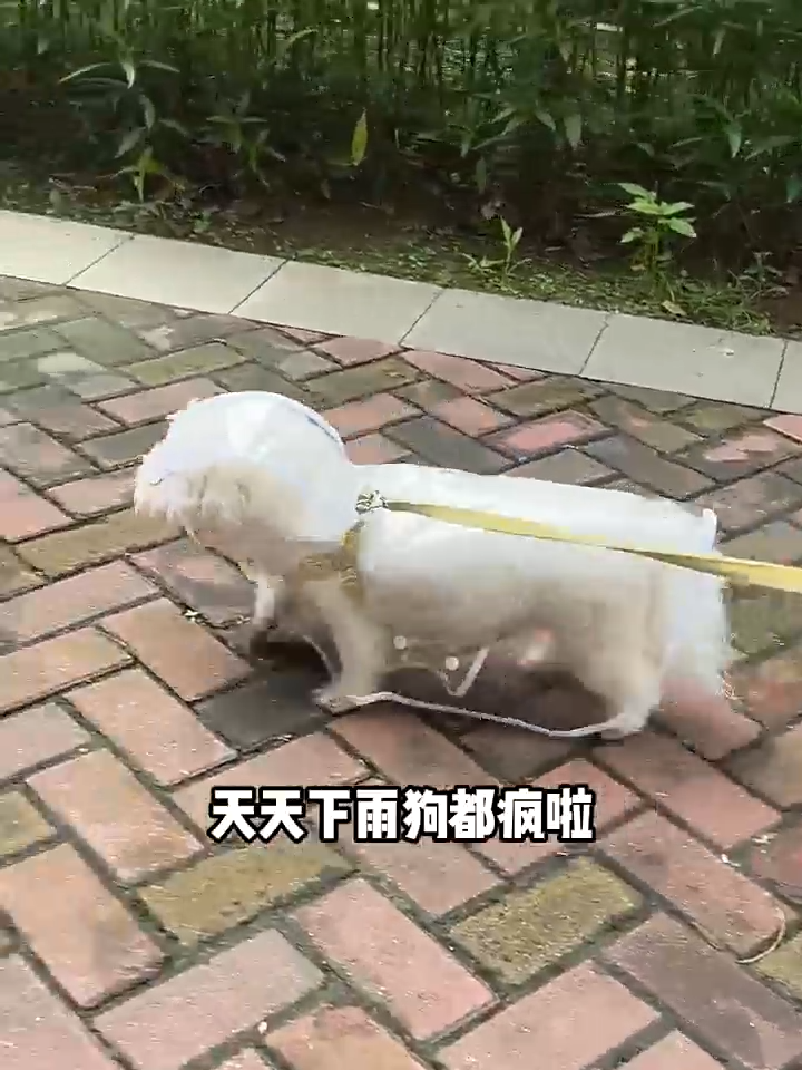Transparent hooded pet raincoat cape style raincoat belly adjustable button design dog coat for Shih Tzu Golden Retriever