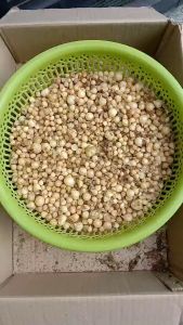 FreeShip- CỦ HÀNH TĂM HÀNH TRẮNG CỦ NÉN túi 1kg - QUÀ QUÊ MỌIL MƯỜNG HOÀ BÌNH