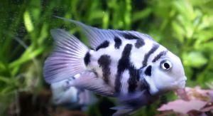 blue polar parrot fish finger size